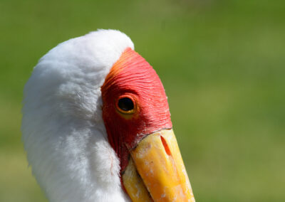 Parc aux oiseaux