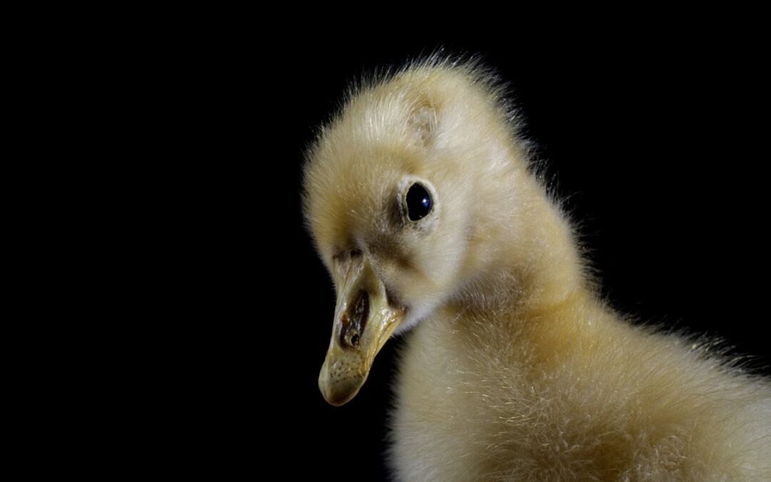 Focus stacking